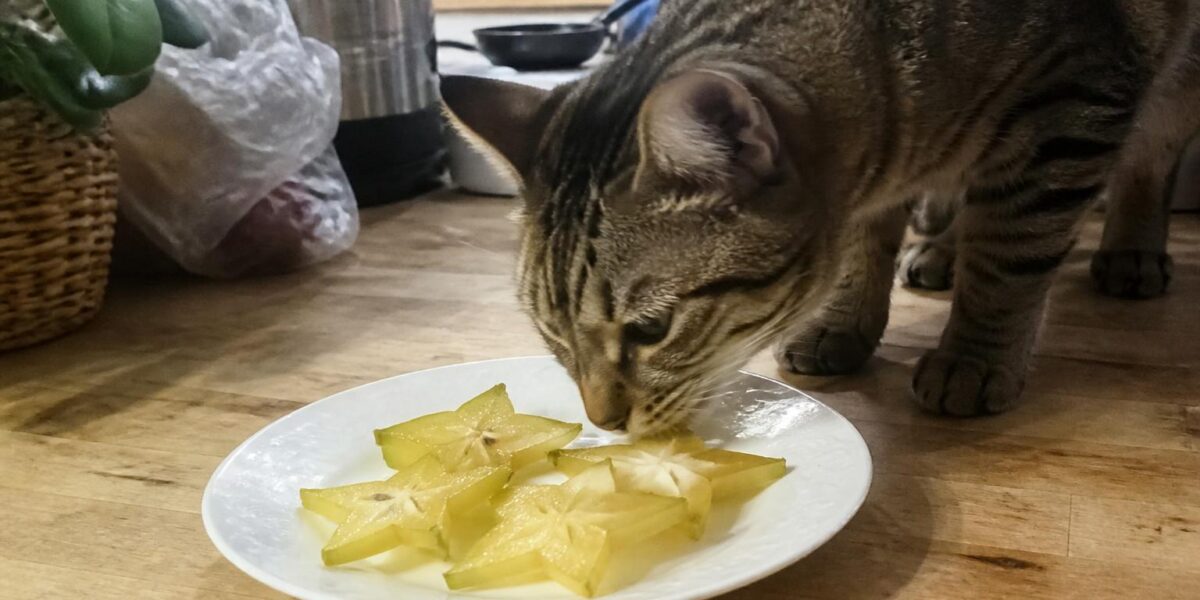 Can Cats Eat Star Fruit?