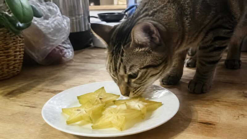 Can Cats Eat Star Fruit?