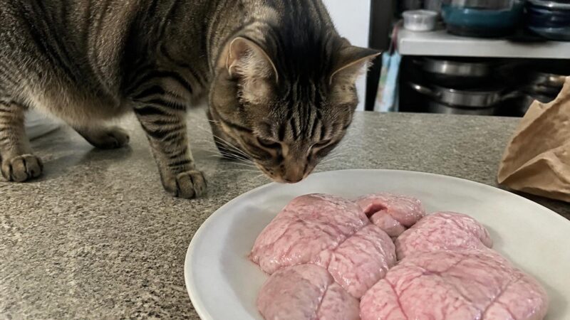 Can Cats Eat Sweetbreads?