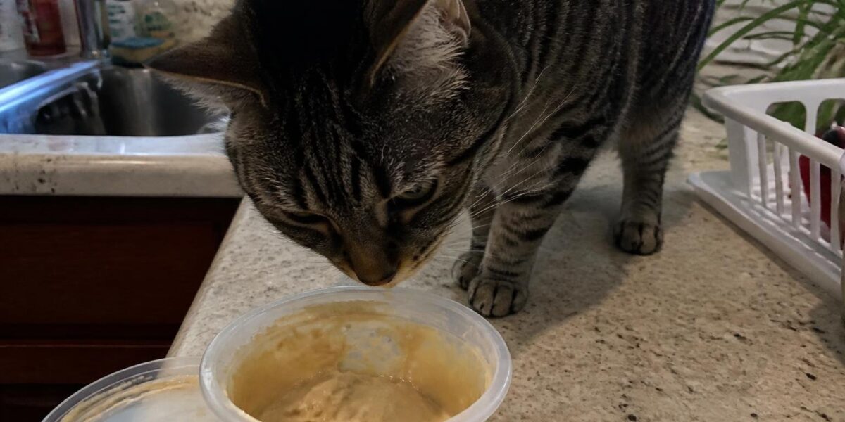 Can Cats Eat Tahini?