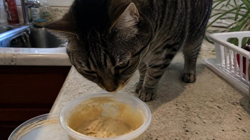 Can Cats Eat Tahini?