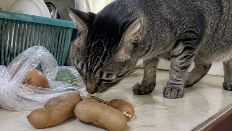Can Cats Eat Tamarind?