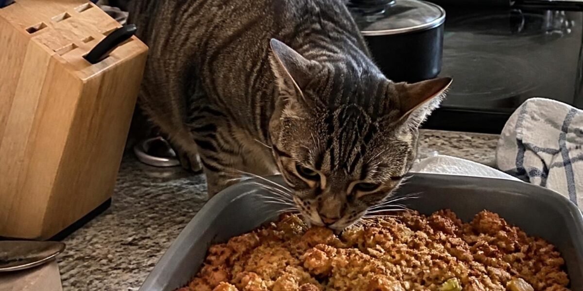 Can Cats Eat Thanksgiving Stuffing?
