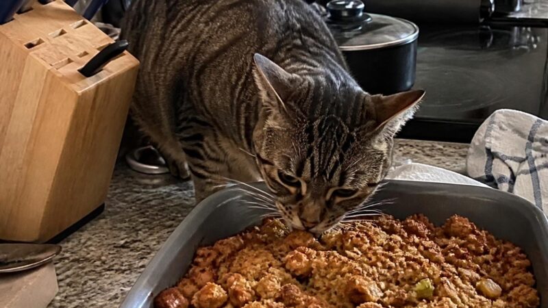 Can Cats Eat Thanksgiving Stuffing?