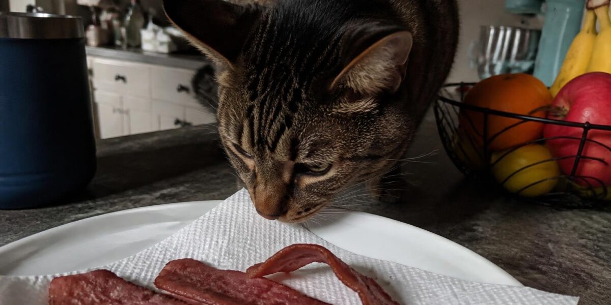 Can Cats Eat Turkey Bacon?