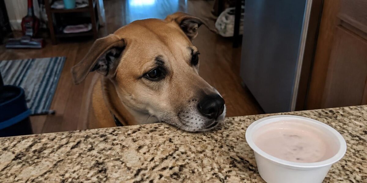 Can Dogs Eat Almond Yogurt?