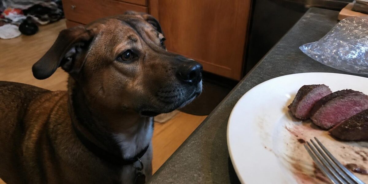 Can Dogs Eat Beef?
