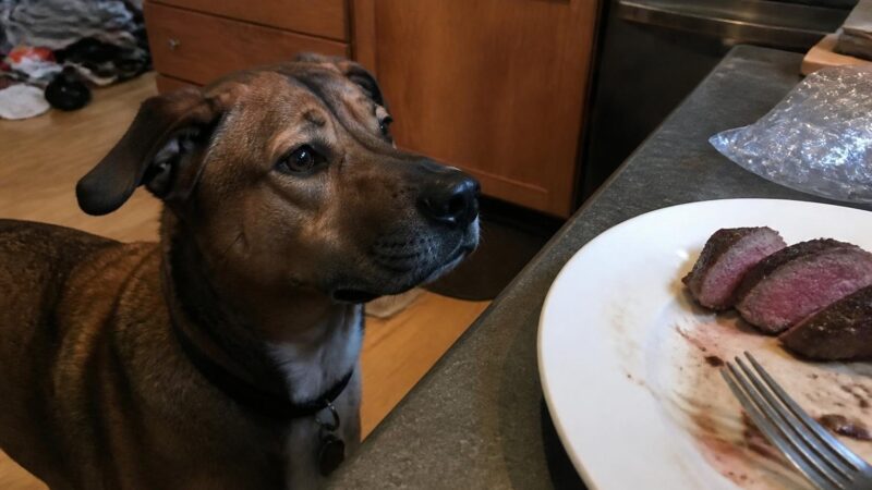 Can Dogs Eat Beef?