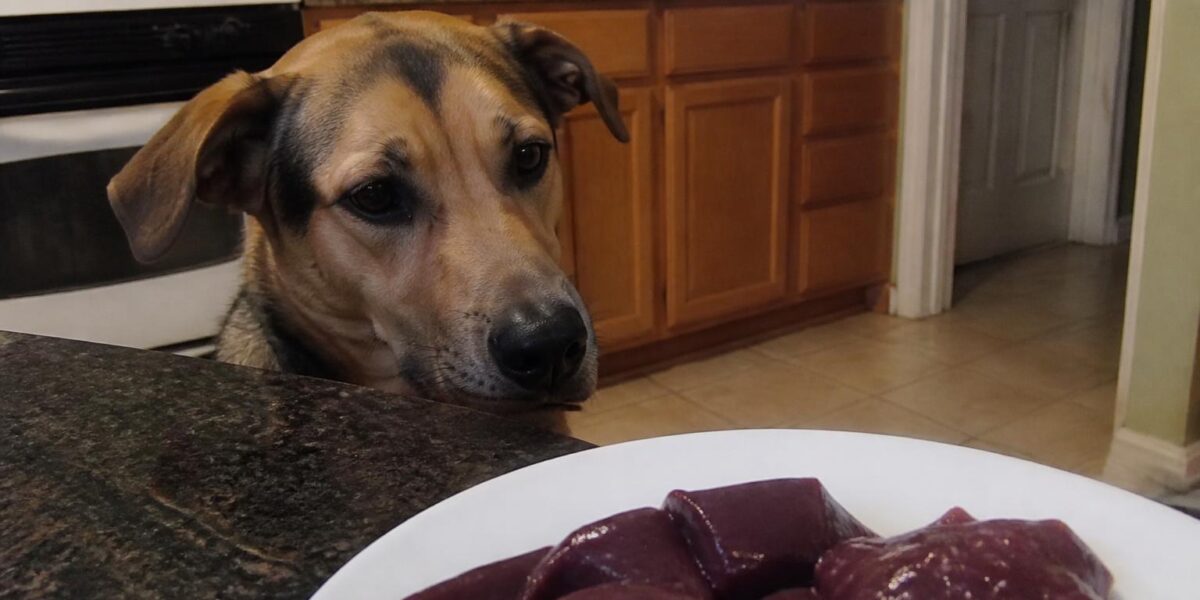 Can Dogs Eat Beef Liver?