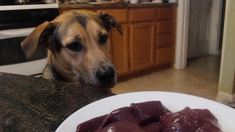 Can Dogs Eat Beef Liver?