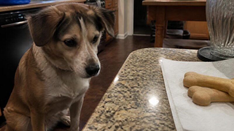 Can Dogs Eat Biscuits?