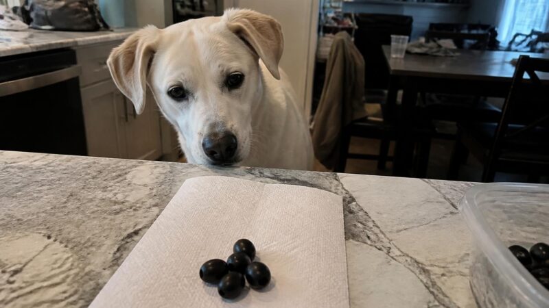 Can Dogs Eat Black Olives?