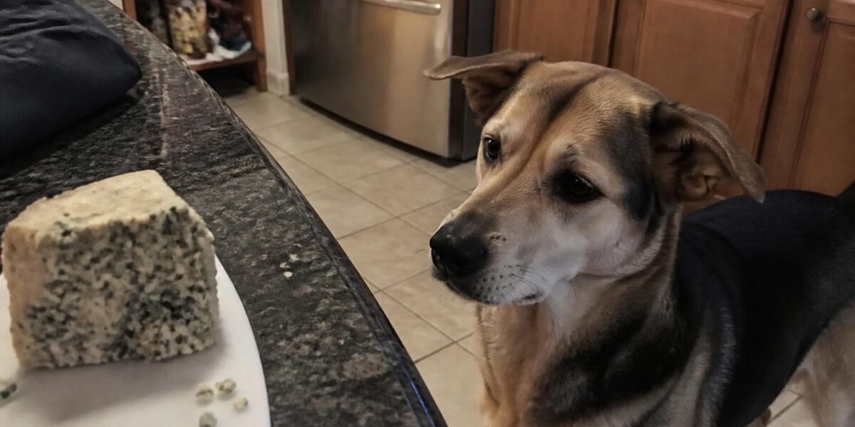 Can Dogs Eat Blue Cheese?