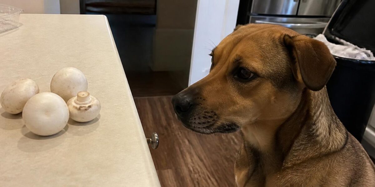 Can Dogs Eat Button Mushrooms?