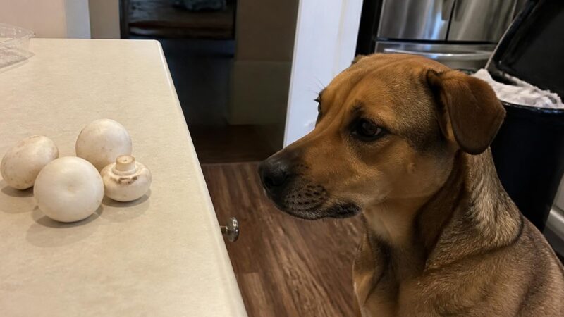 Can Dogs Eat Button Mushrooms?