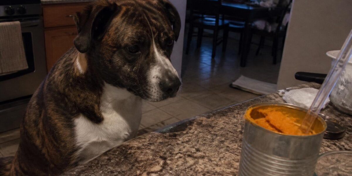 Can Dogs Eat Canned Pumpkin?