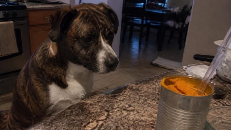 Can Dogs Eat Canned Pumpkin?