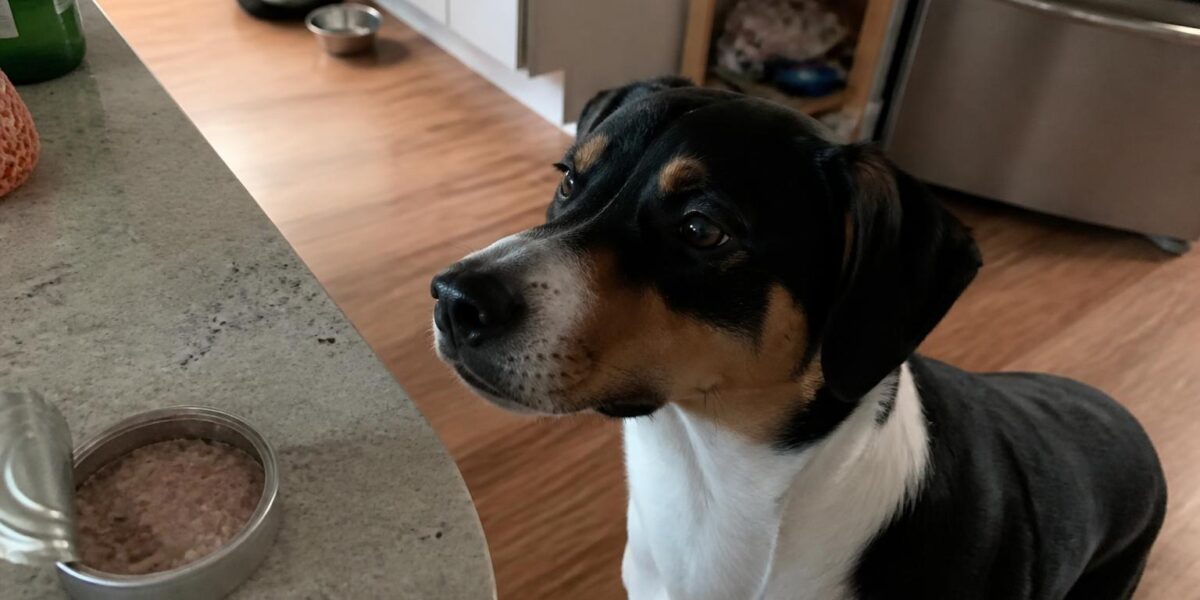 Can Dogs Eat Canned Tuna?