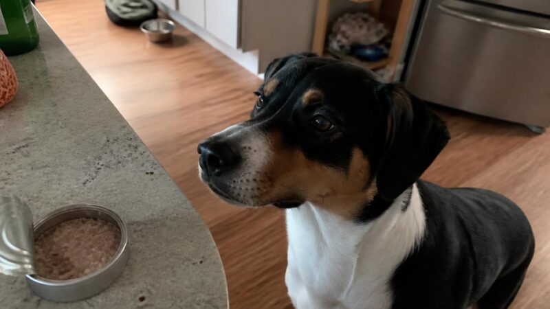Can Dogs Eat Canned Tuna?