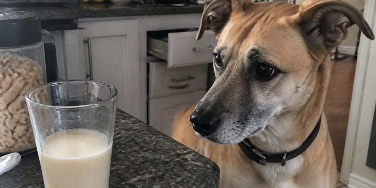 Can Dogs Eat Cashew Milk?