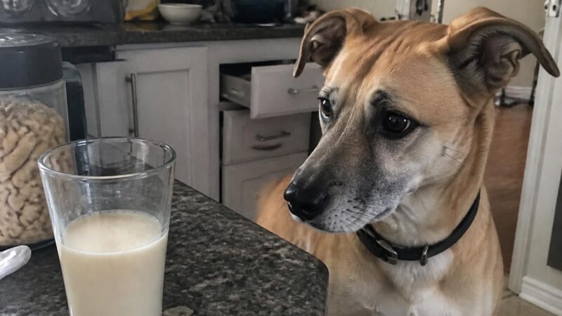Can Dogs Eat Cashew Milk?