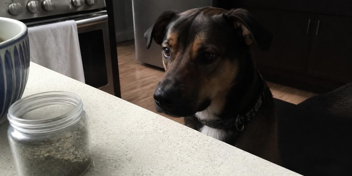 Can Dogs Eat Catnip?