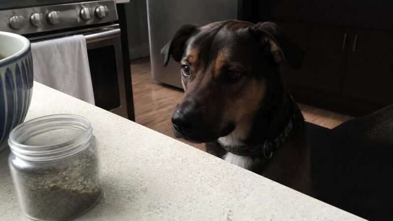 Can Dogs Eat Catnip?