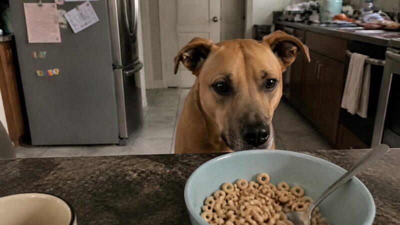 Can Dogs Eat Cereal?