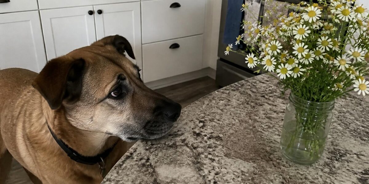 Can Dogs Eat Chamomile?