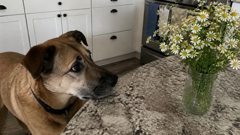 Can Dogs Eat Chamomile?