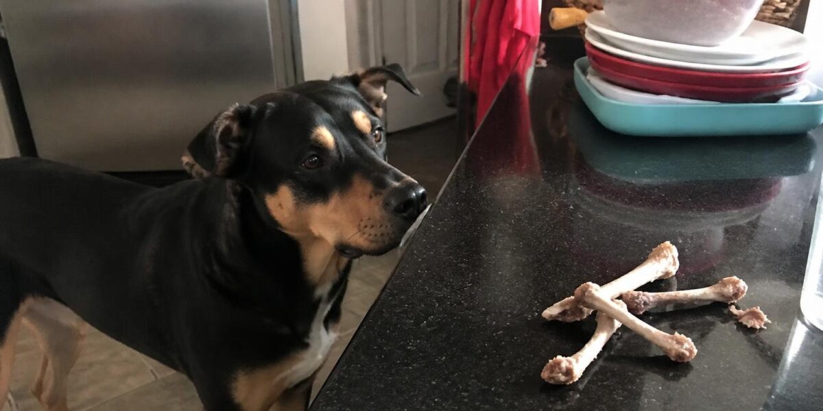 Can Dogs Eat Chicken Bones?