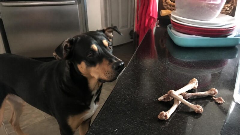 Can Dogs Eat Chicken Bones?