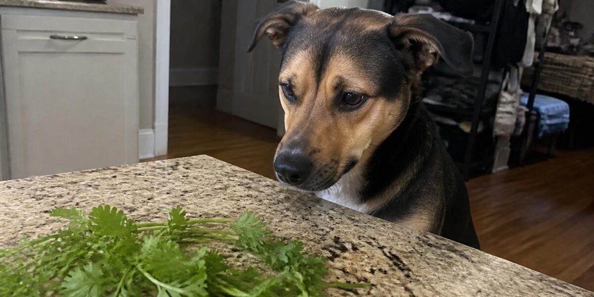 Can Dogs Eat Cilantro?