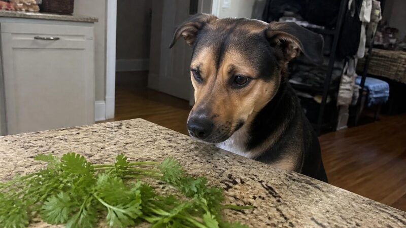 Can Dogs Eat Cilantro?