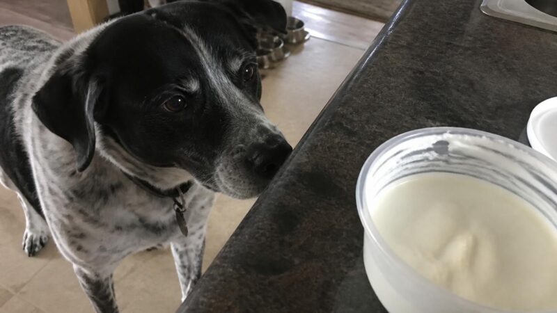 Can Dogs Eat Coconut Yogurt?