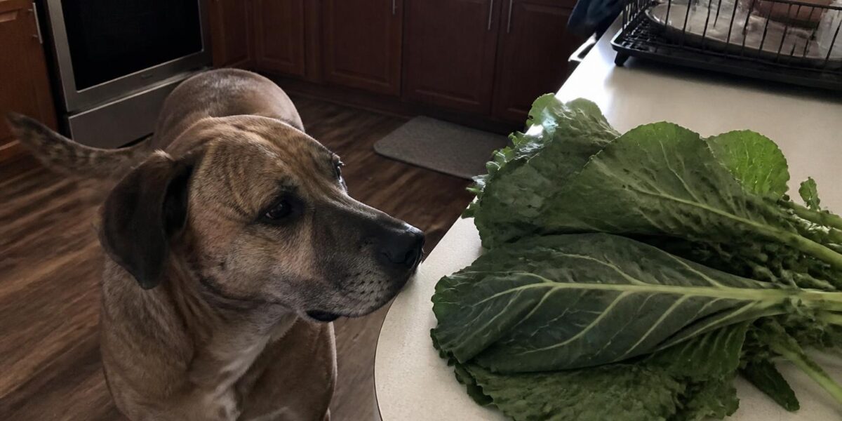 Can Dogs Eat Collard Greens?