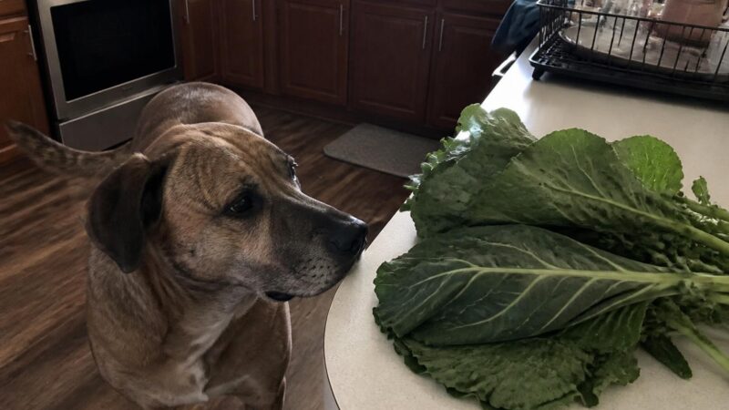 Can Dogs Eat Collard Greens?