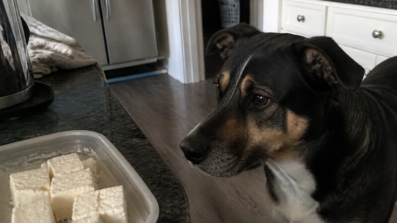 Can Dogs Eat Feta Cheese?