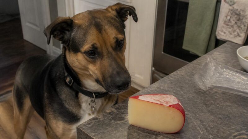 Can Dogs Eat Gouda Cheese?