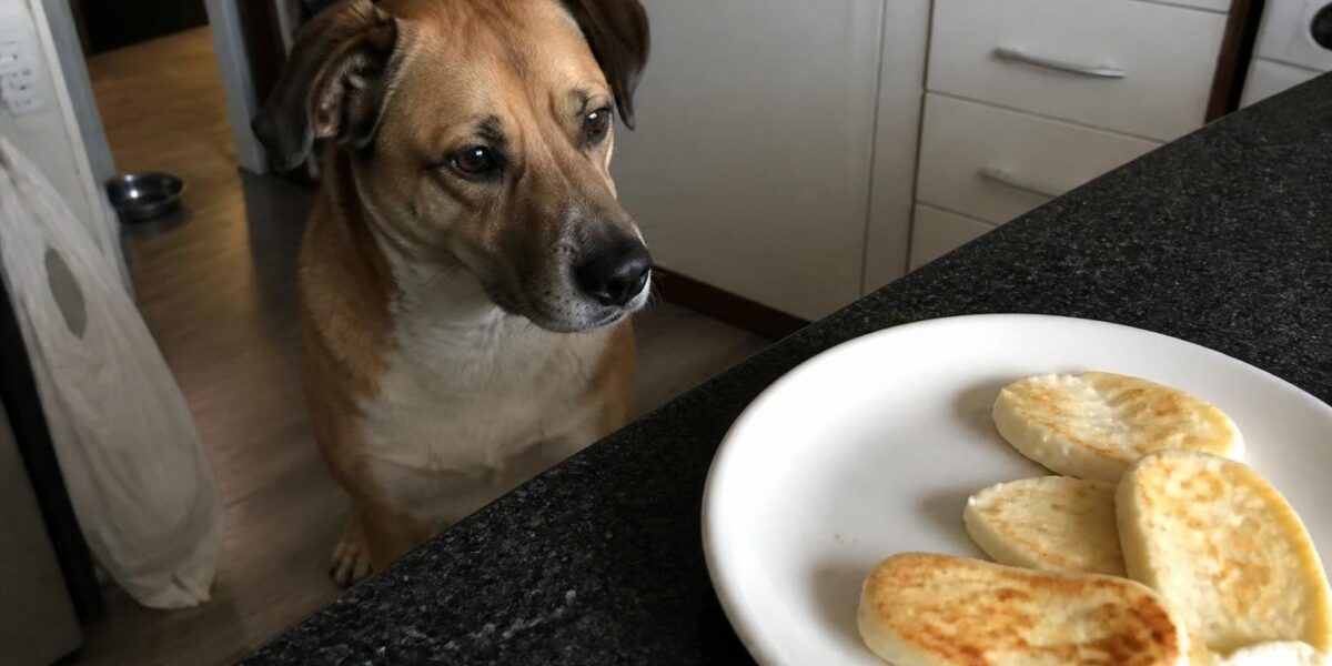 Can Dogs Eat Halloumi?