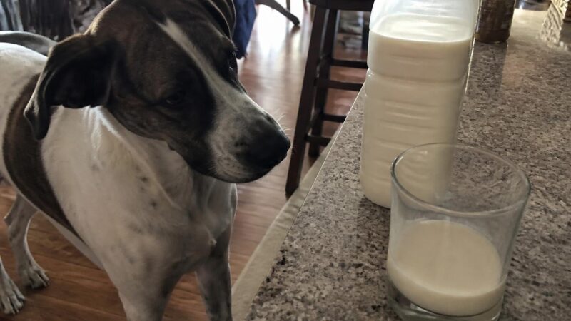 Can Dogs Eat Hemp Milk?