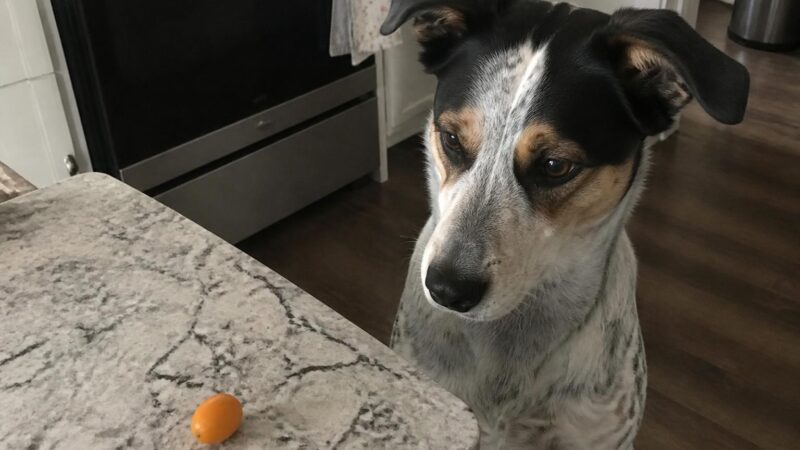 Can Dogs Eat Kumquat?
