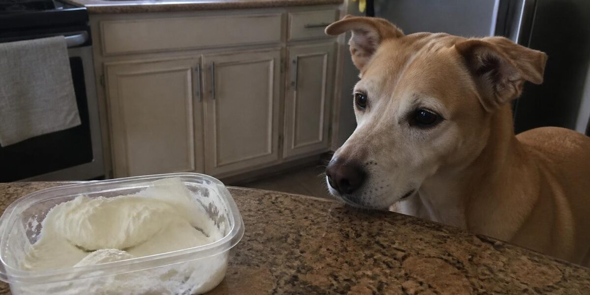 Can Dogs Eat Labneh?