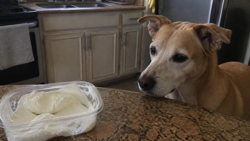 Can Dogs Eat Labneh?