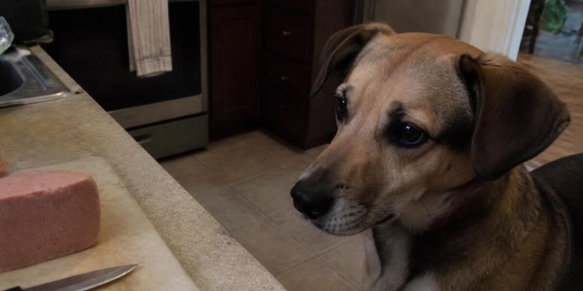 Can Dogs Eat Liverwurst?