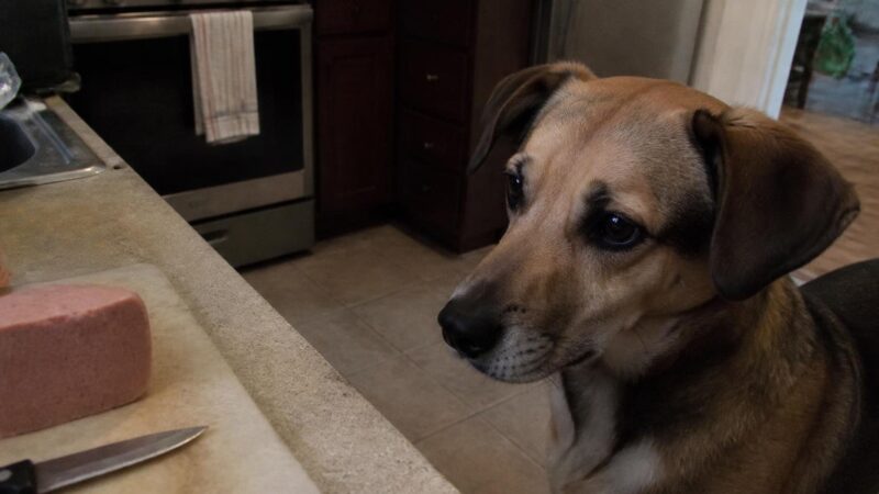 Can Dogs Eat Liverwurst?