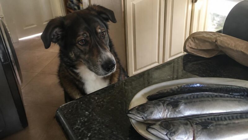Can Dogs Eat Mackerel?