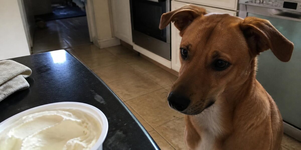 Can Dogs Eat Mascarpone?