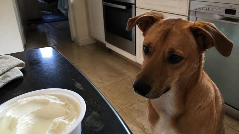 Can Dogs Eat Mascarpone?