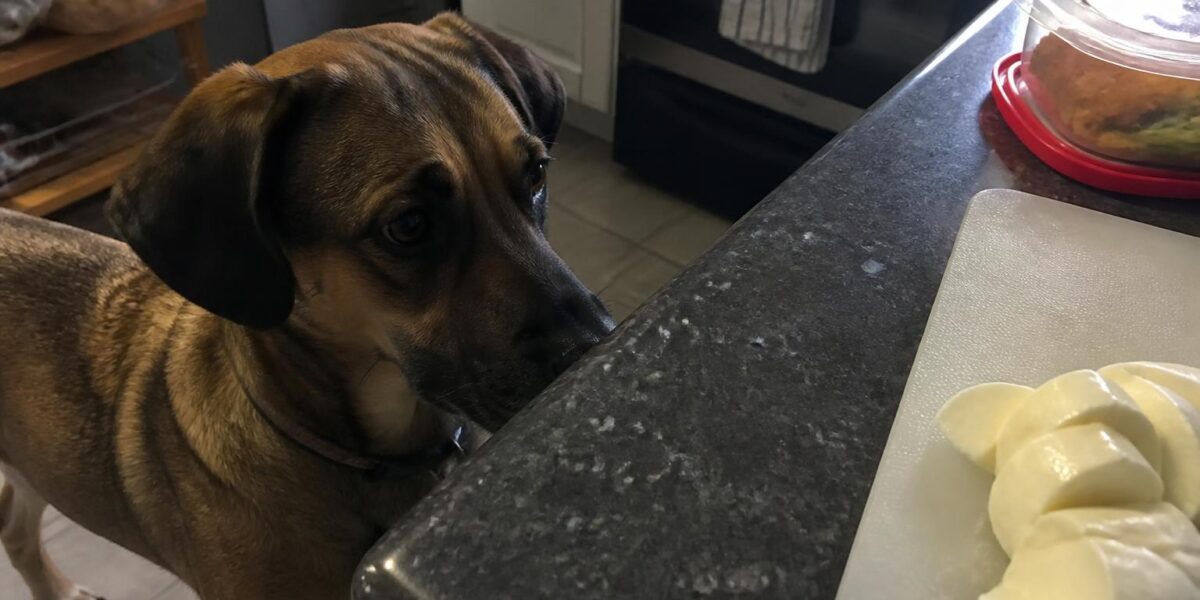 Can Dogs Eat Mozzarella?